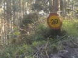 subescalerus