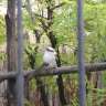 kookaburra