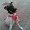 Tetebit