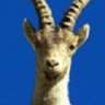 pedricero