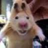 Hamster