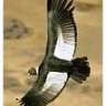 CONDOR
