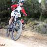 androcles