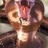 king Cobra