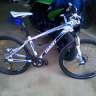 Cougar84