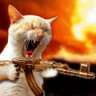 charlithecat
