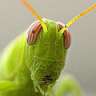 pequeño saltamontes