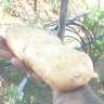 el_Burra