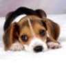 MUSTLOVEDOGS