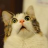 el gato del susto