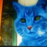 gatoazul
