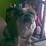 BullDog