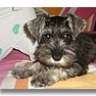 piskito