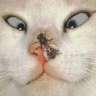 bacon_play3