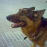ZLobo
