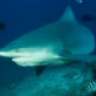 divemaster