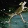 triatlobasiliscus
