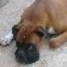 lagarto juancho