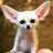 -FOX-