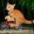 gato_pirao