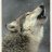 WOLF79