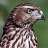 accipiter