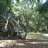 vas_parao