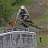 Freeraider
