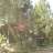 laber
