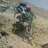 WayoDH