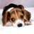 MUSTLOVEDOGS