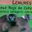 lemurdh
