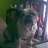 BullDog