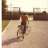 PELUT_