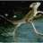 triatlobasiliscus