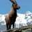WildGoat