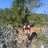 Poveret